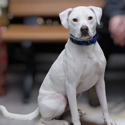 Grover, a Adoptable American Staffordshire Terrier in La Grange, KY image 6/6