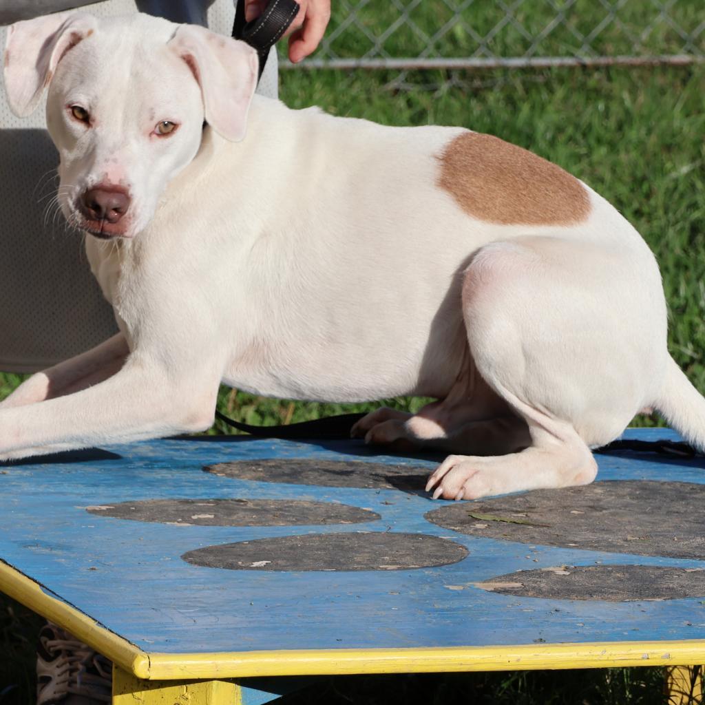 Enlarge Grover, a Adoptable American Staffordshire Terrier in La Grange, KY image 6/6