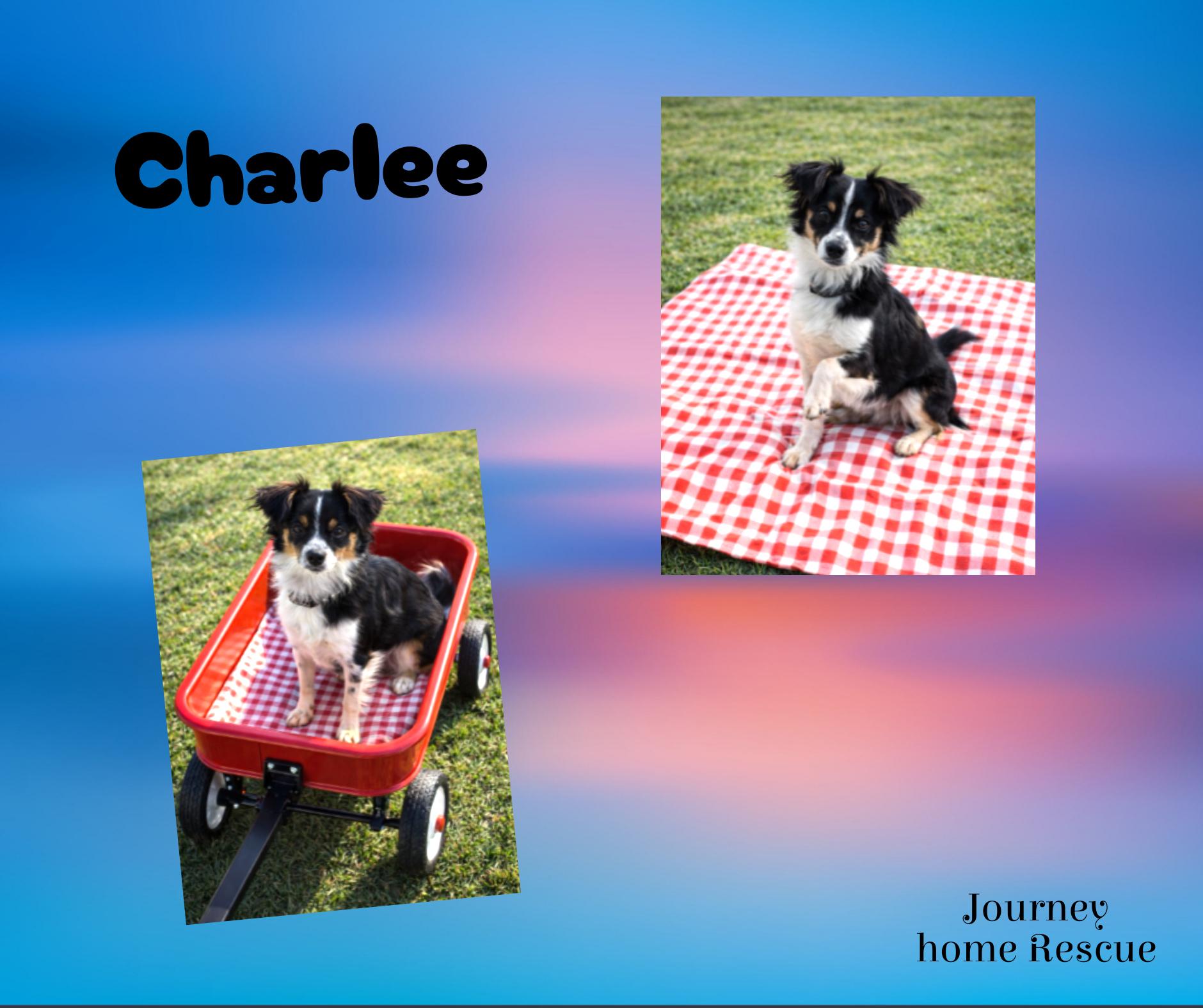 Enlarge Charlee, a ADOPTABLE mixed breed in East Wenatchee, WA image 1/1