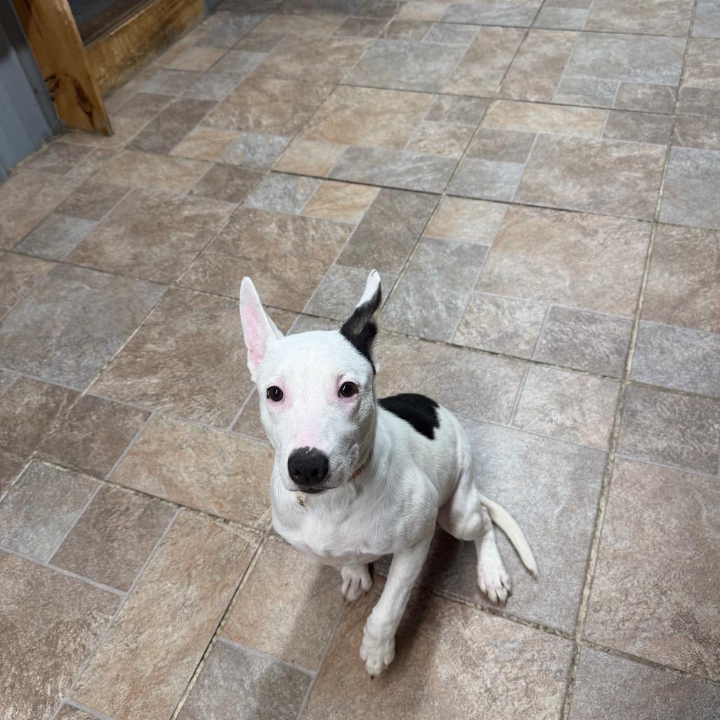 Sage, Adoptable, Young Female Pit Bull Terrier.