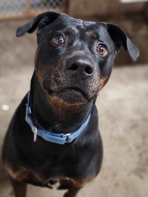 Bubba, a Adoptable mixed breed in Mission, KS image 2/6