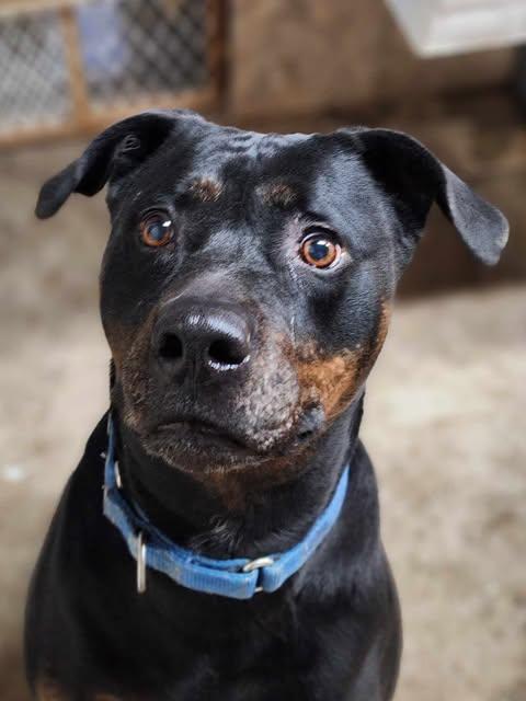 Bubba, a Adoptable mixed breed in Mission, KS image 1/6