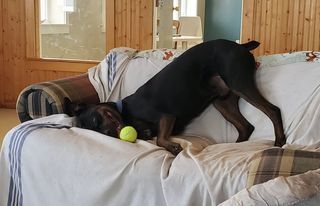 Bubba, a Adoptable mixed breed in Mission, KS image 5/6