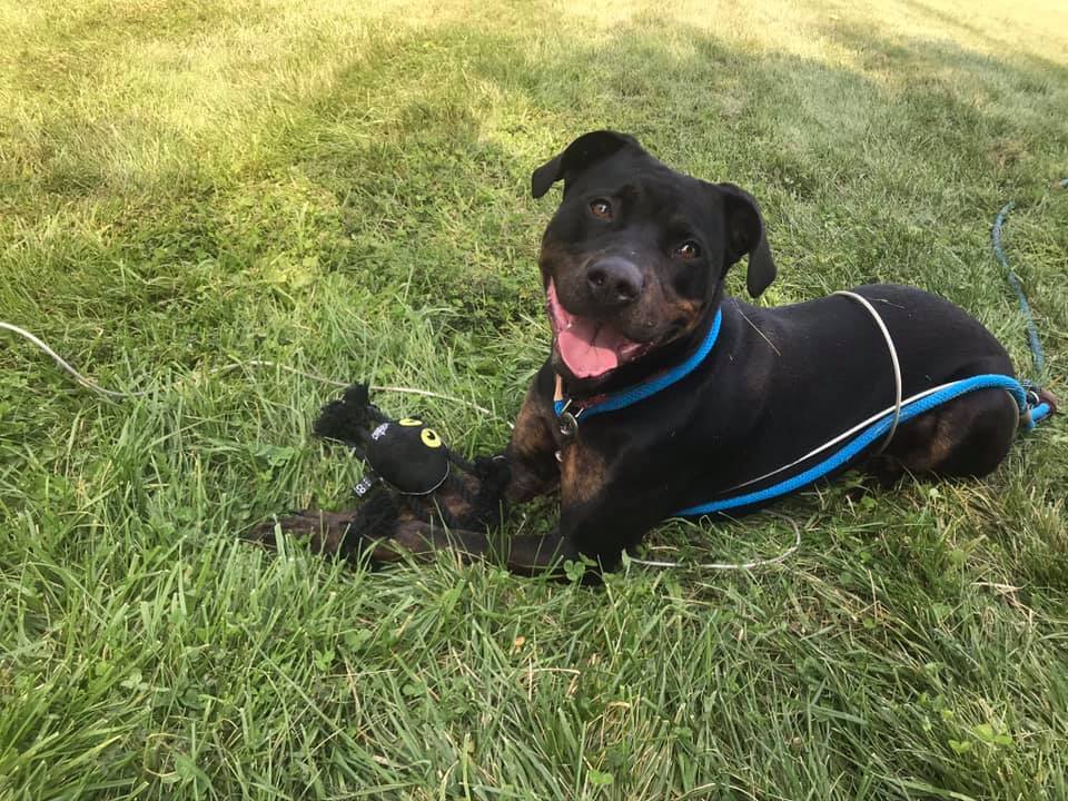 Bubba, a Adoptable mixed breed in Mission, KS image 6/6