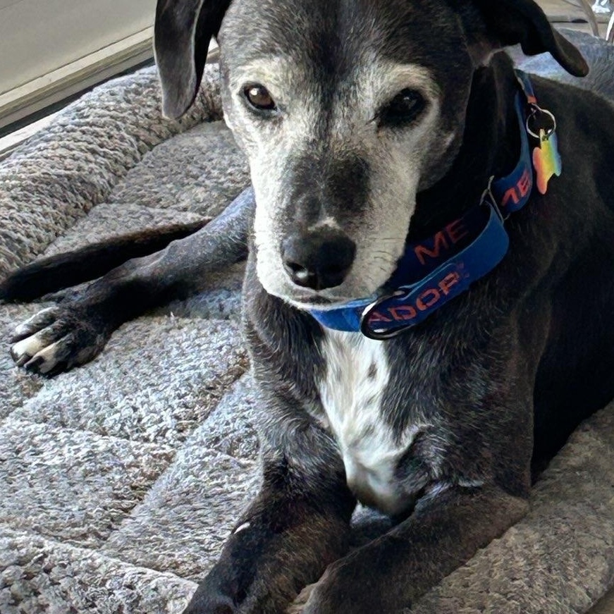 Enlarge Maisie, a Adoptable mixed breed in Laguna Beach, CA image 3/4