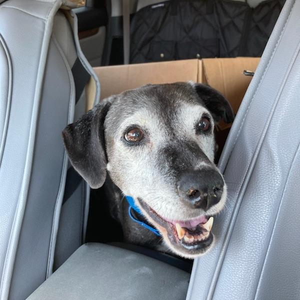 Enlarge Maisie, a Adoptable mixed breed in Laguna Beach, CA image 2/4