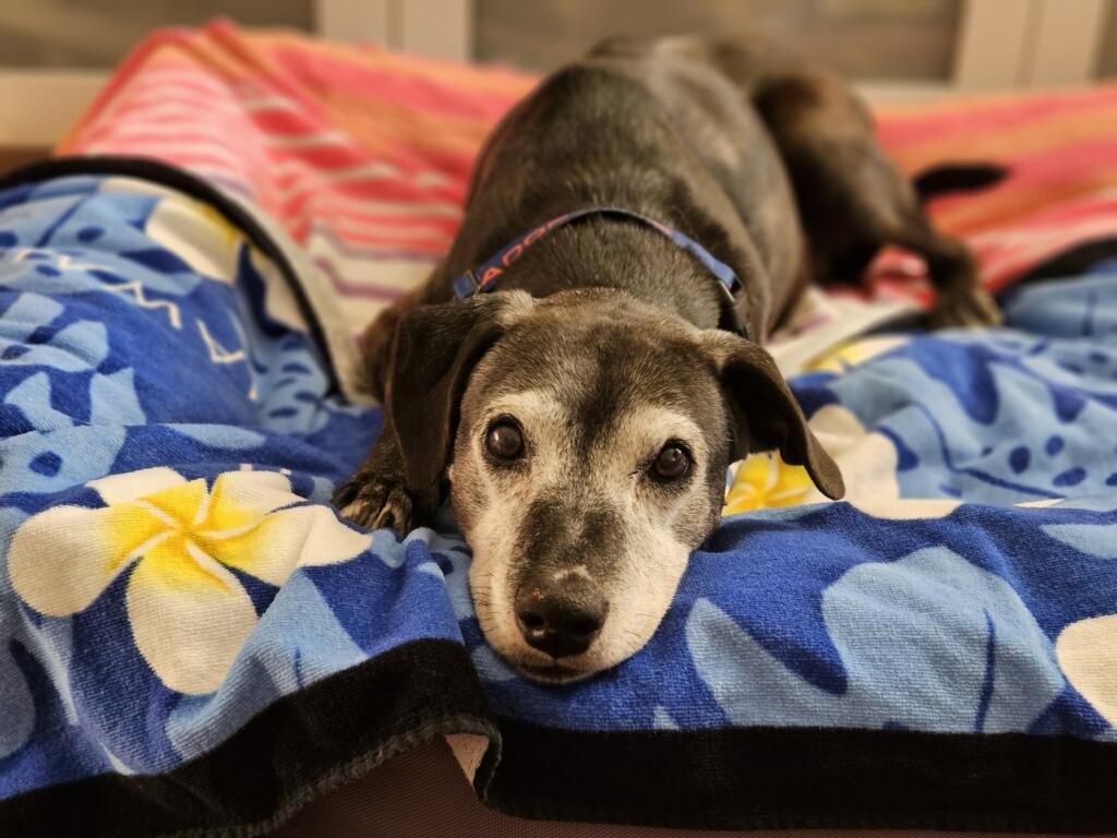 Maisie, Adoptable, Senior Female Black Labrador Retriever.