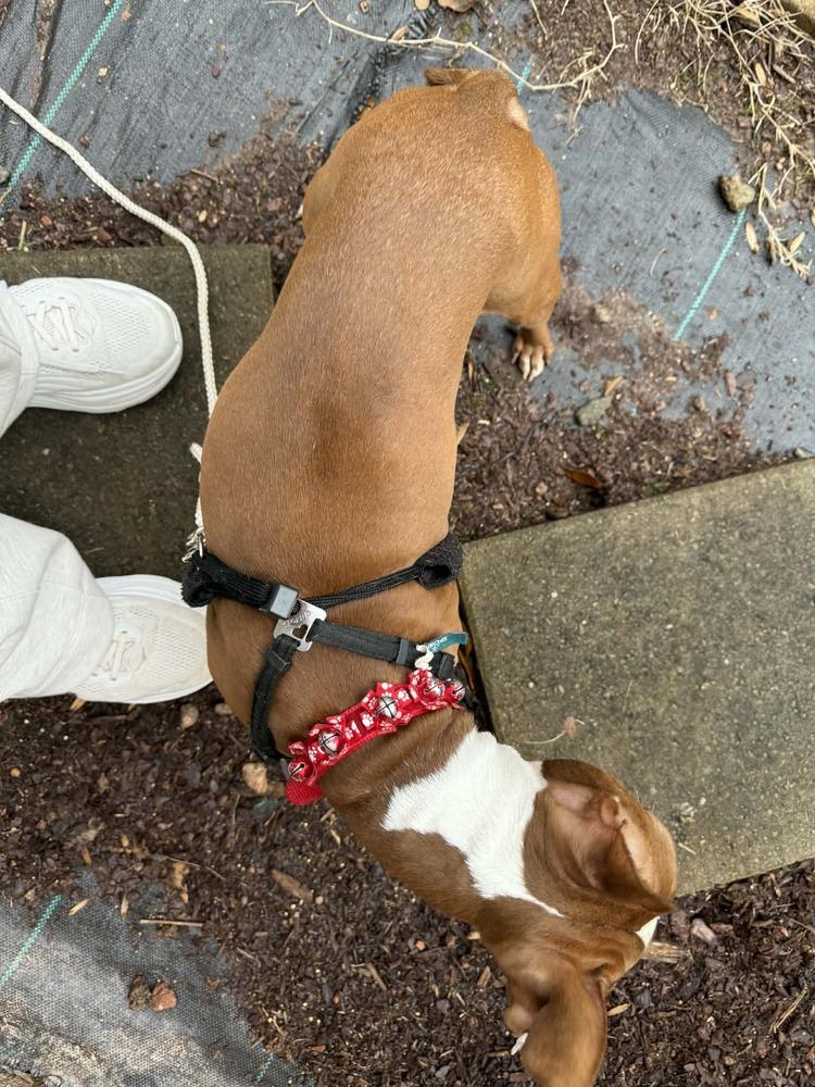 Enlarge Shadow Man McConnell-3862 Chattanooga, TN, a Adoptable Boston Terrier in Maryville, TN image 1/6