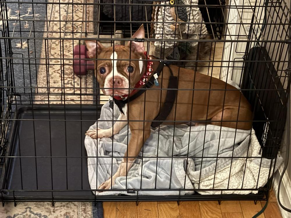 Enlarge Shadow Man McConnell-3862 Chattanooga, TN, a Adoptable Boston Terrier in Maryville, TN image 2/6