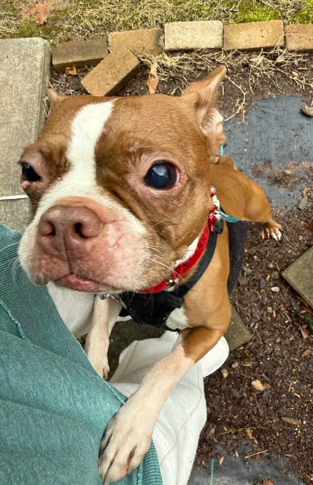 Enlarge Shadow Man McConnell-3862 Chattanooga, TN, a Adoptable Boston Terrier in Maryville, TN image 3/6