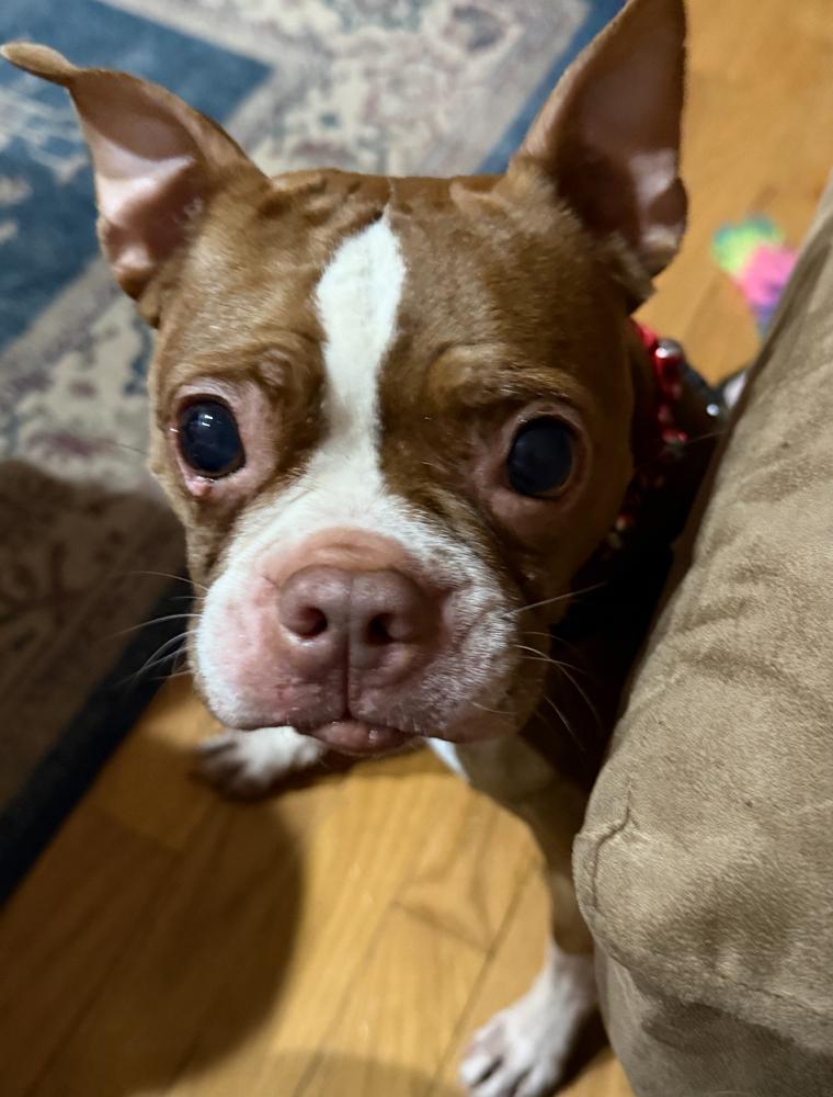 Enlarge Shadow Man McConnell-3862 Chattanooga, TN, a Adoptable Boston Terrier in Maryville, TN image 4/6