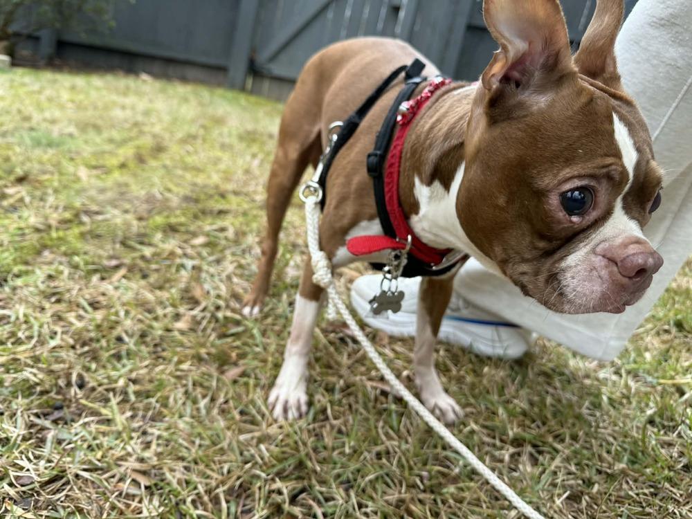 Enlarge Shadow Man McConnell-3862 Chattanooga, TN, a Adoptable Boston Terrier in Maryville, TN image 5/6
