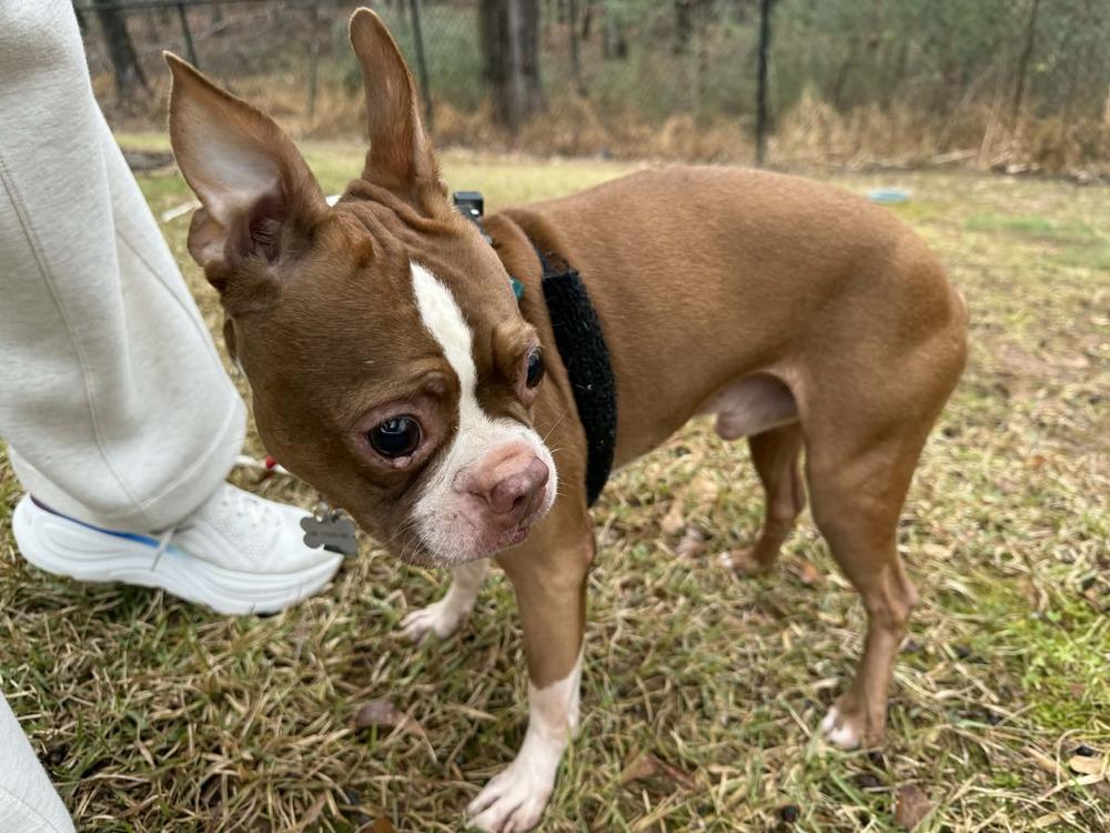 Enlarge Shadow Man McConnell-3862 Chattanooga, TN, a Adoptable Boston Terrier in Maryville, TN image 6/6