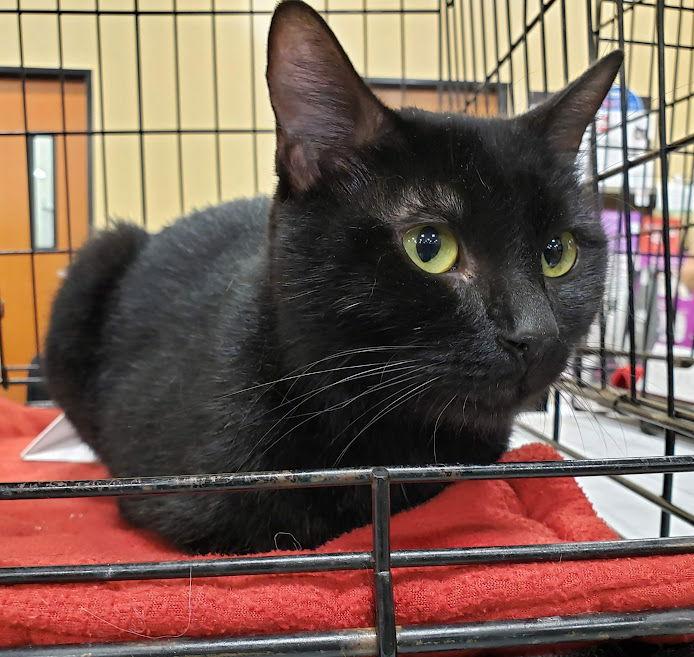 Enlarge Addie, a Adoptable Domestic Short Hair in Plano, TX image 1/3