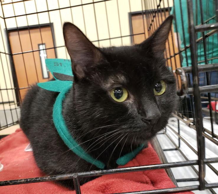 Enlarge Addie, a Adoptable Domestic Short Hair in Plano, TX image 2/3