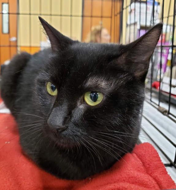 Addie, Adoptable, Adult Female Domestic Short Hair.