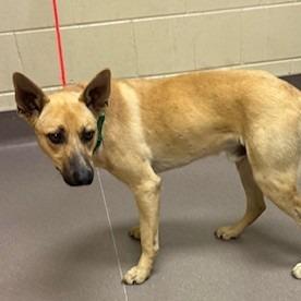 Cap'n Crunch, Adoptable, Young Male Shepherd & Mixed Breed.