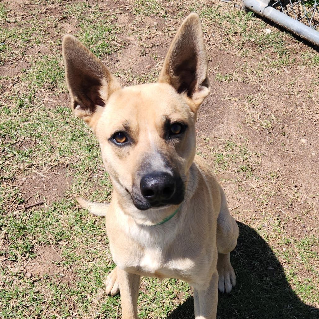 Enlarge Cap'n Crunch, a Adoptable mixed breed in Norman, OK image 2/2