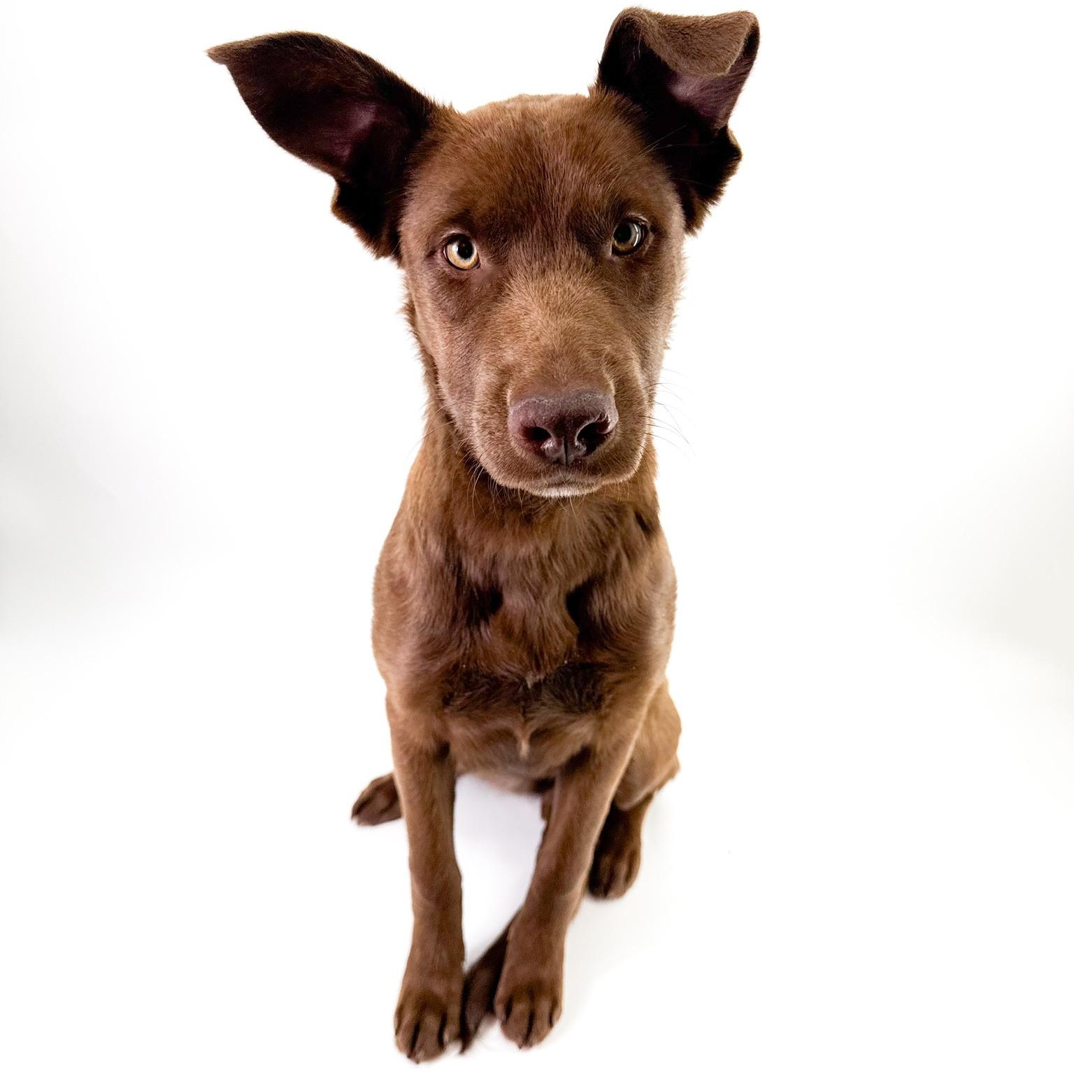 Lumi, a ADOPTABLE mixed breed in Scottsdale, AZ image 1/4