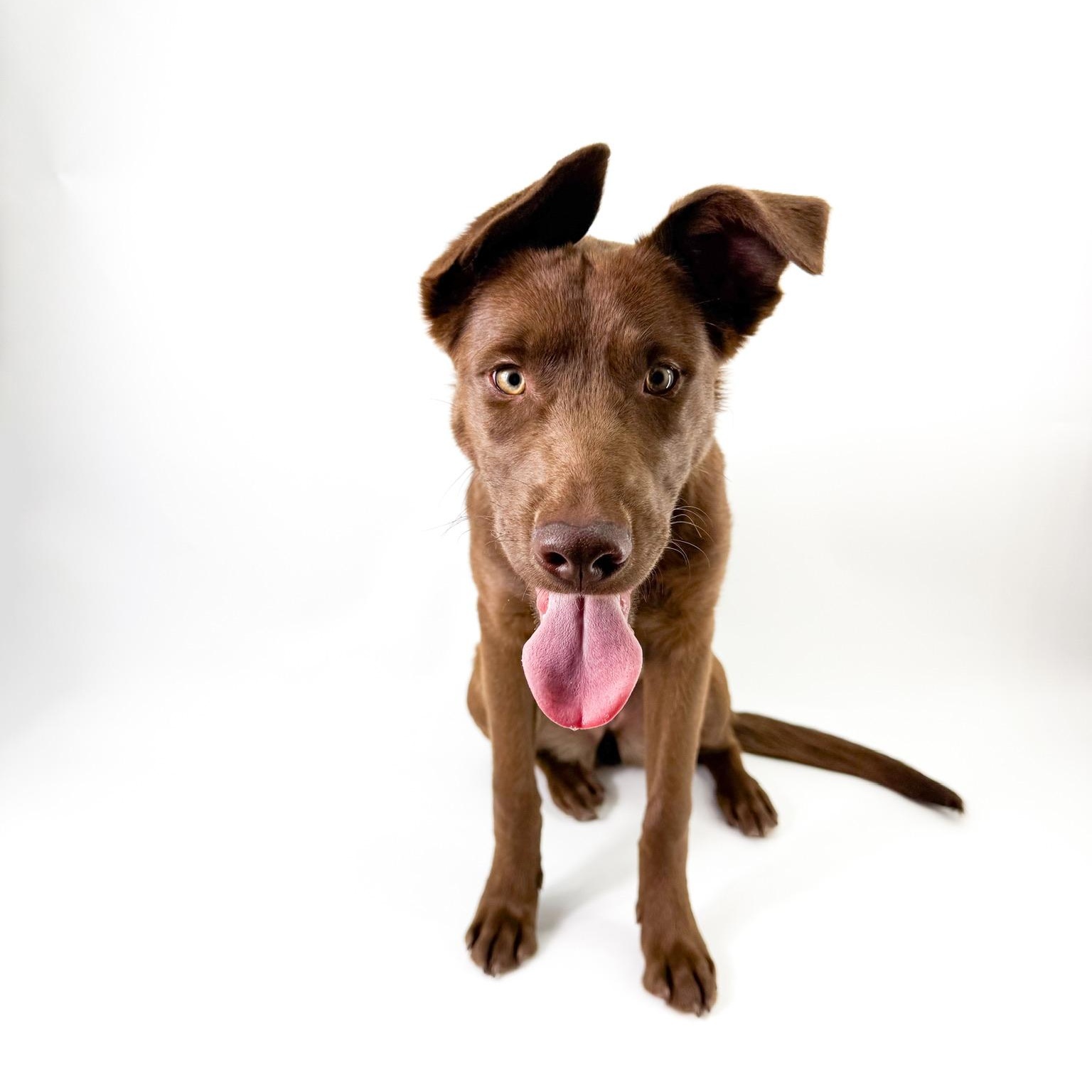 Lumi, adopted, Young Female Chocolate Labrador Retriever & Australian Kelpie.