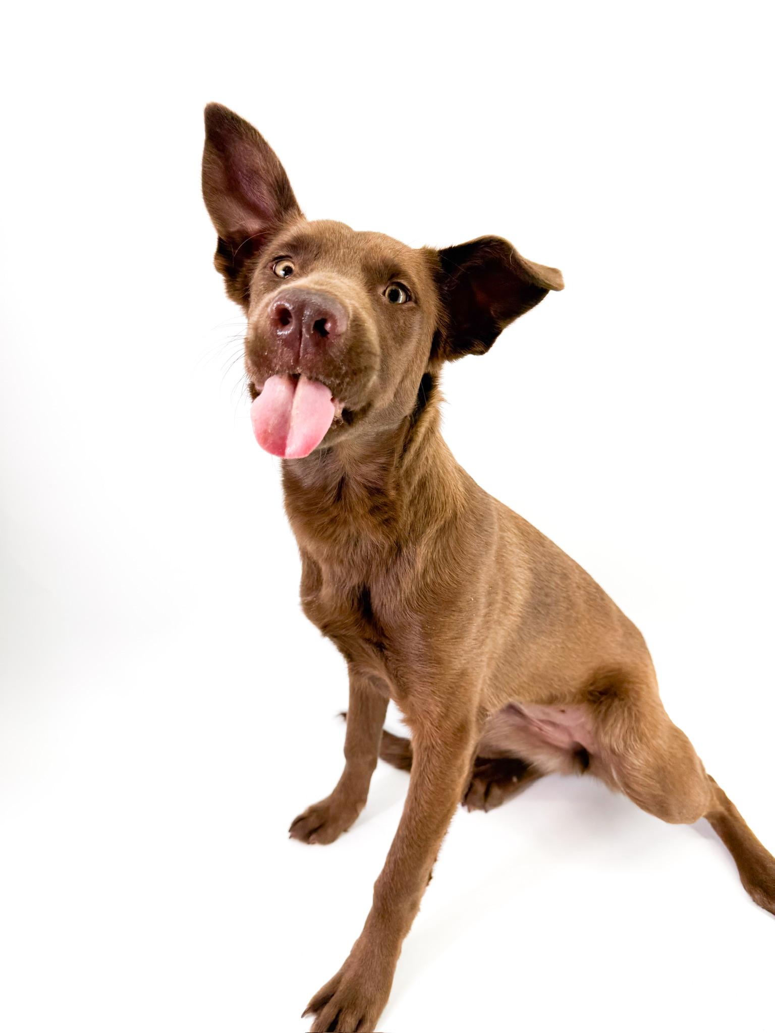 Lumi, a ADOPTABLE mixed breed in Scottsdale, AZ image 4/4