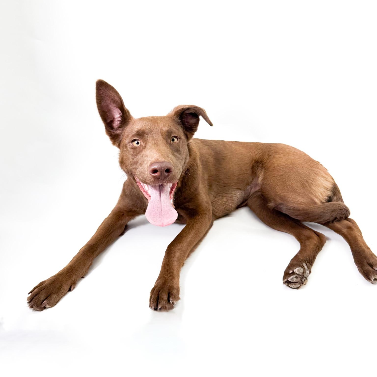 Enlarge Lumi, an adopted mixed breed in Scottsdale, AZ image 4/4
