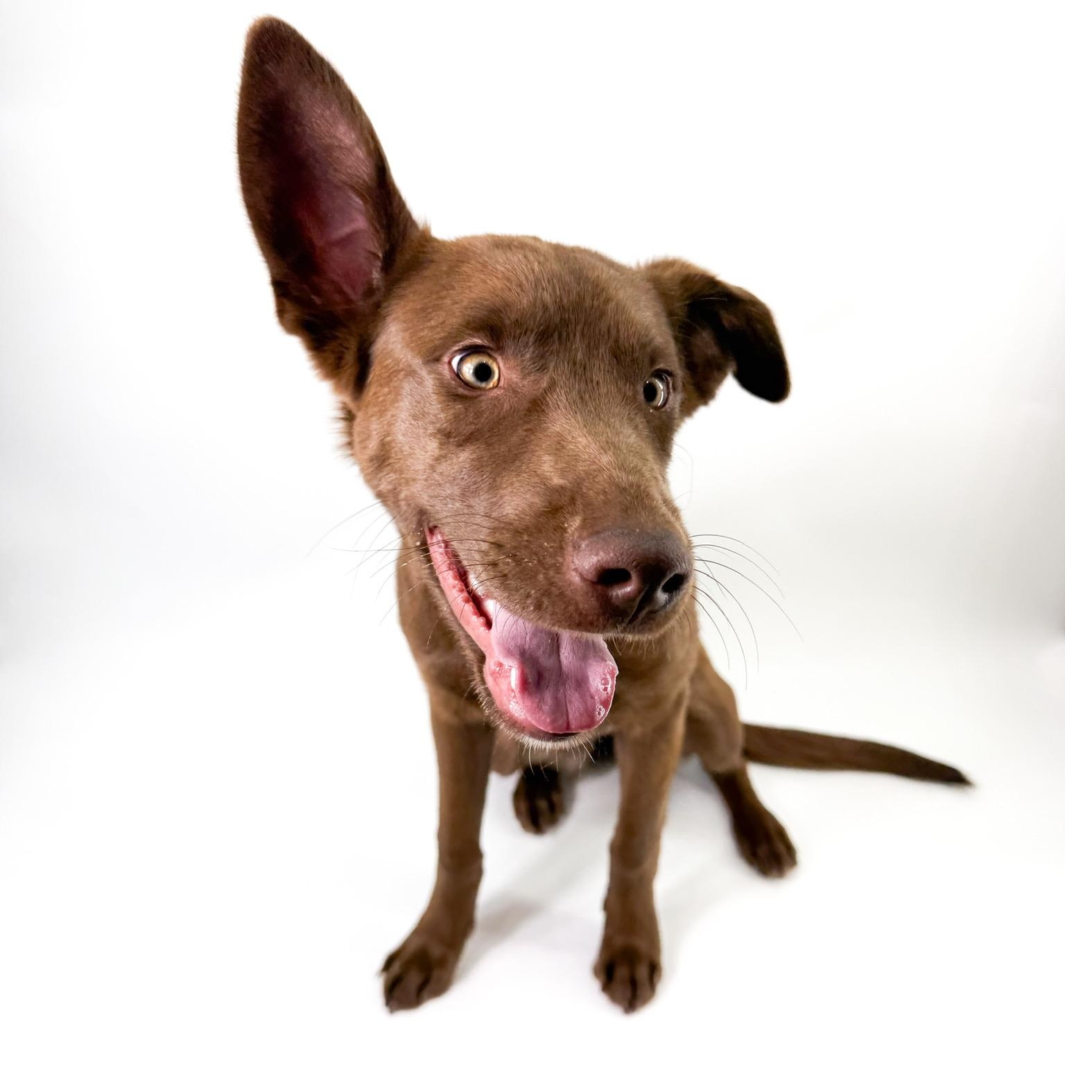 Enlarge Lumi, an adopted mixed breed in Scottsdale, AZ image 3/4