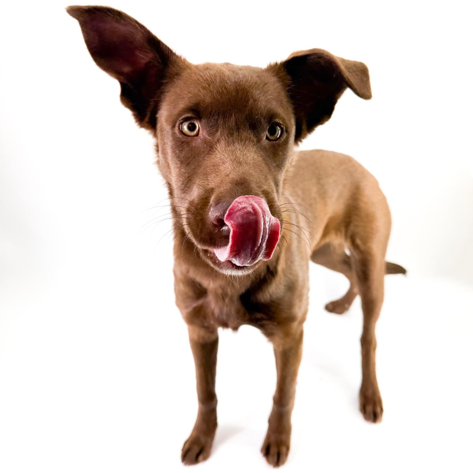 Lumi, a ADOPTABLE mixed breed in Scottsdale, AZ image 3/4