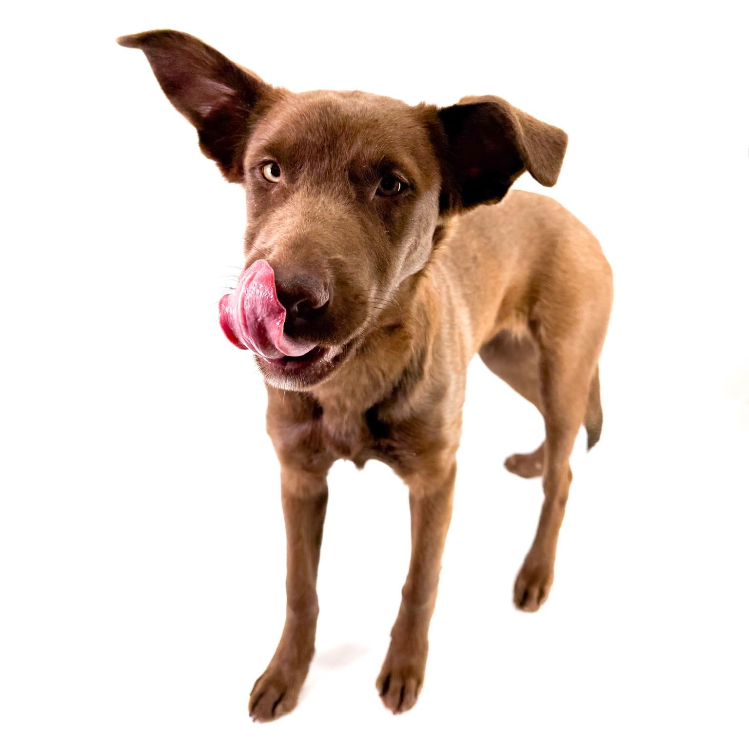 Lumi, a ADOPTABLE mixed breed in Scottsdale, AZ image 2/4