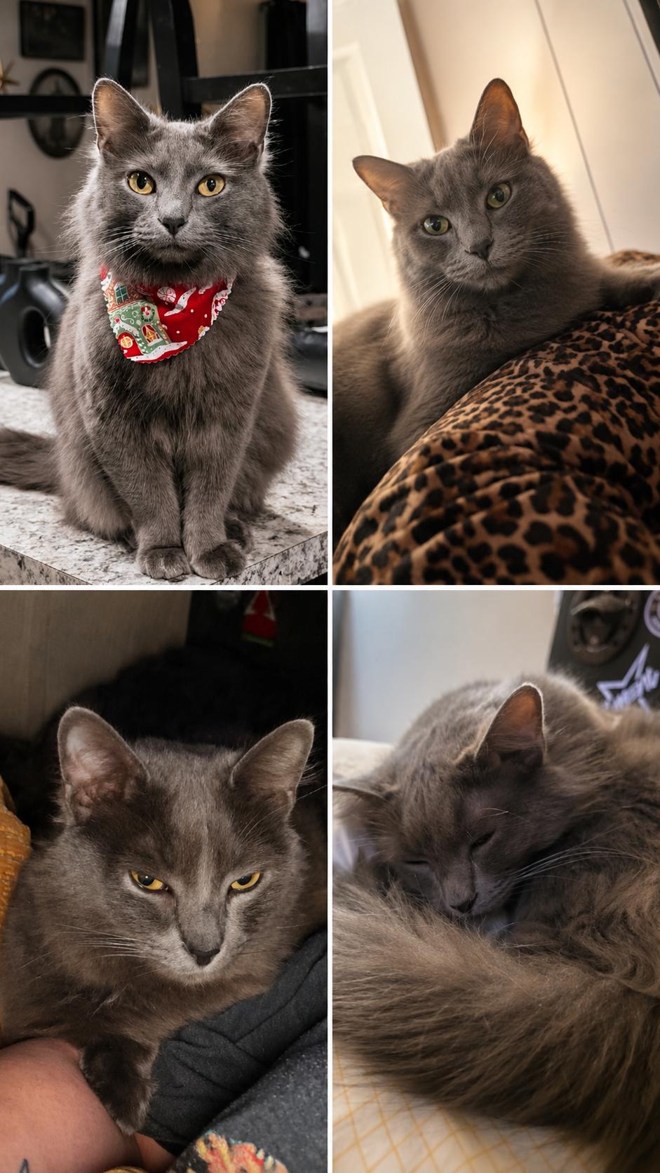 Spooky, Adopted, Young Male Domestic Long Hair.