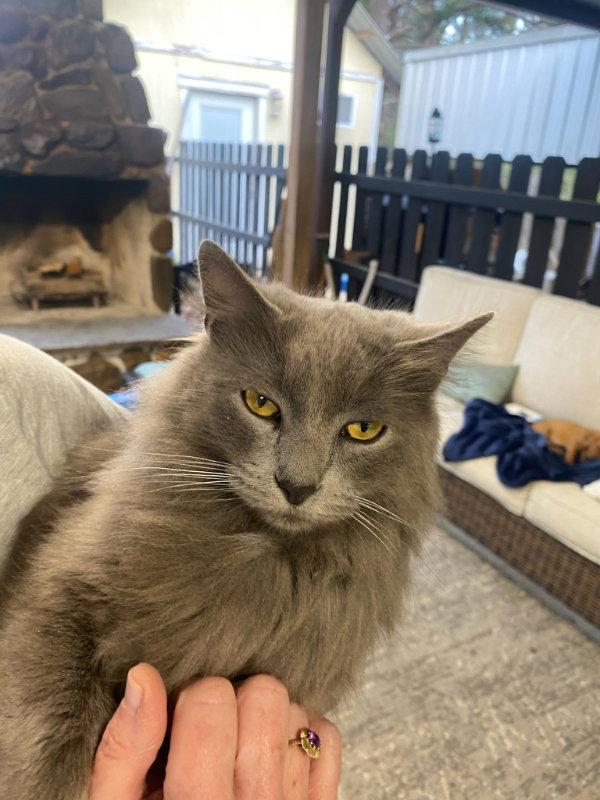Spooky, a Adopted Domestic Long Hair in Pineville, LA image 2/3