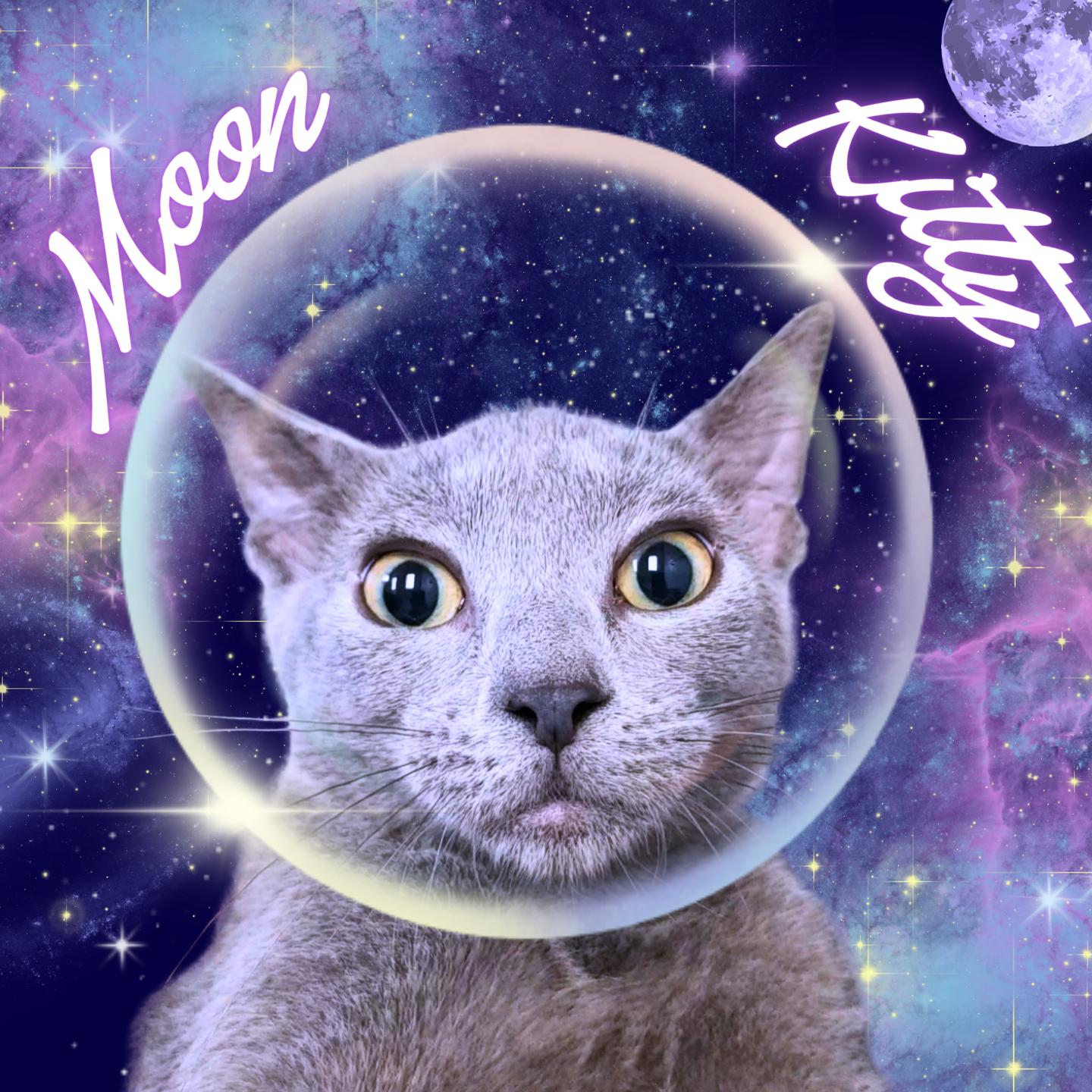 Moon Kitty, adopted, Young Female Domestic Short Hair.