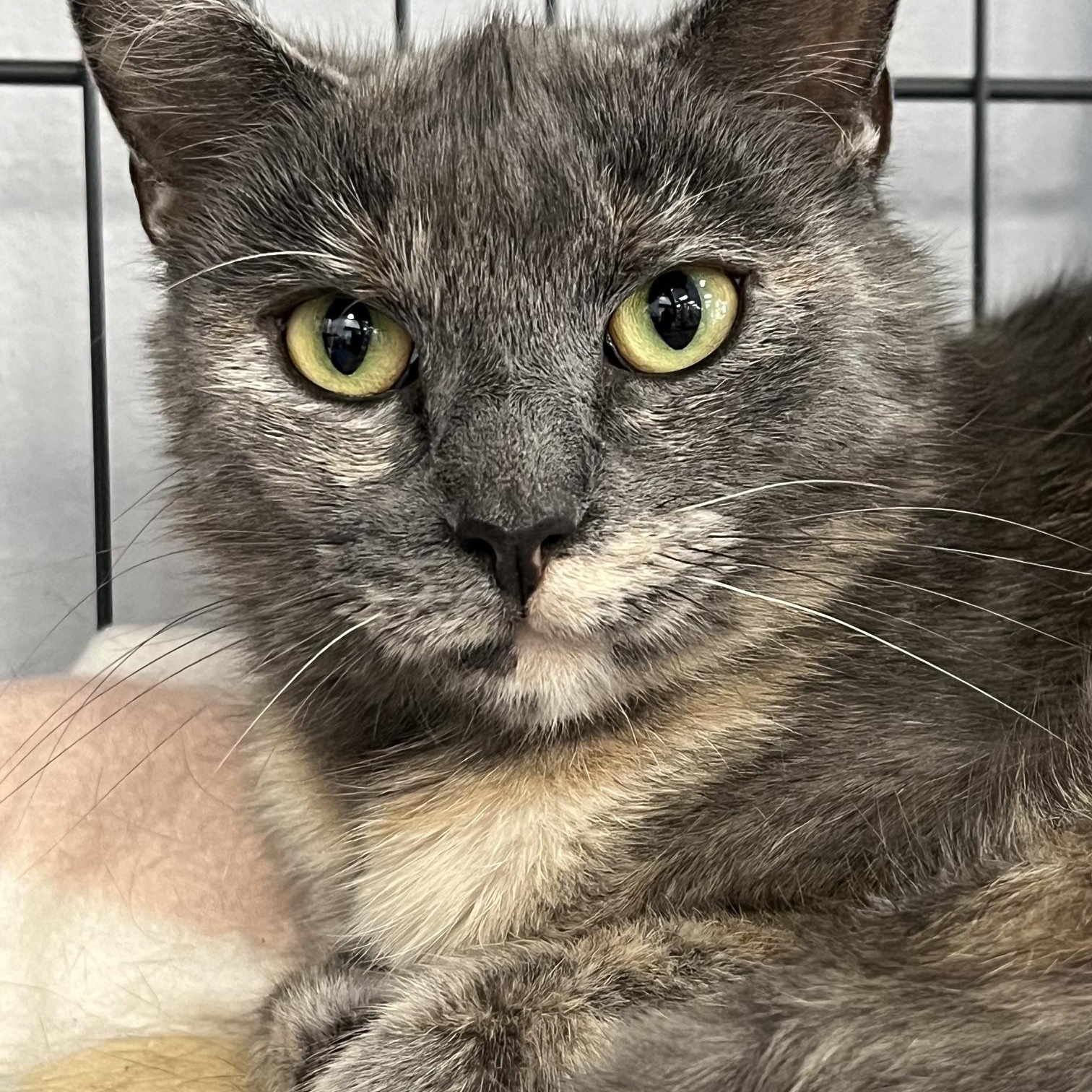 Enlarge Estelle, a ADOPTABLE Domestic Short Hair in Johnston, RI image 6/6