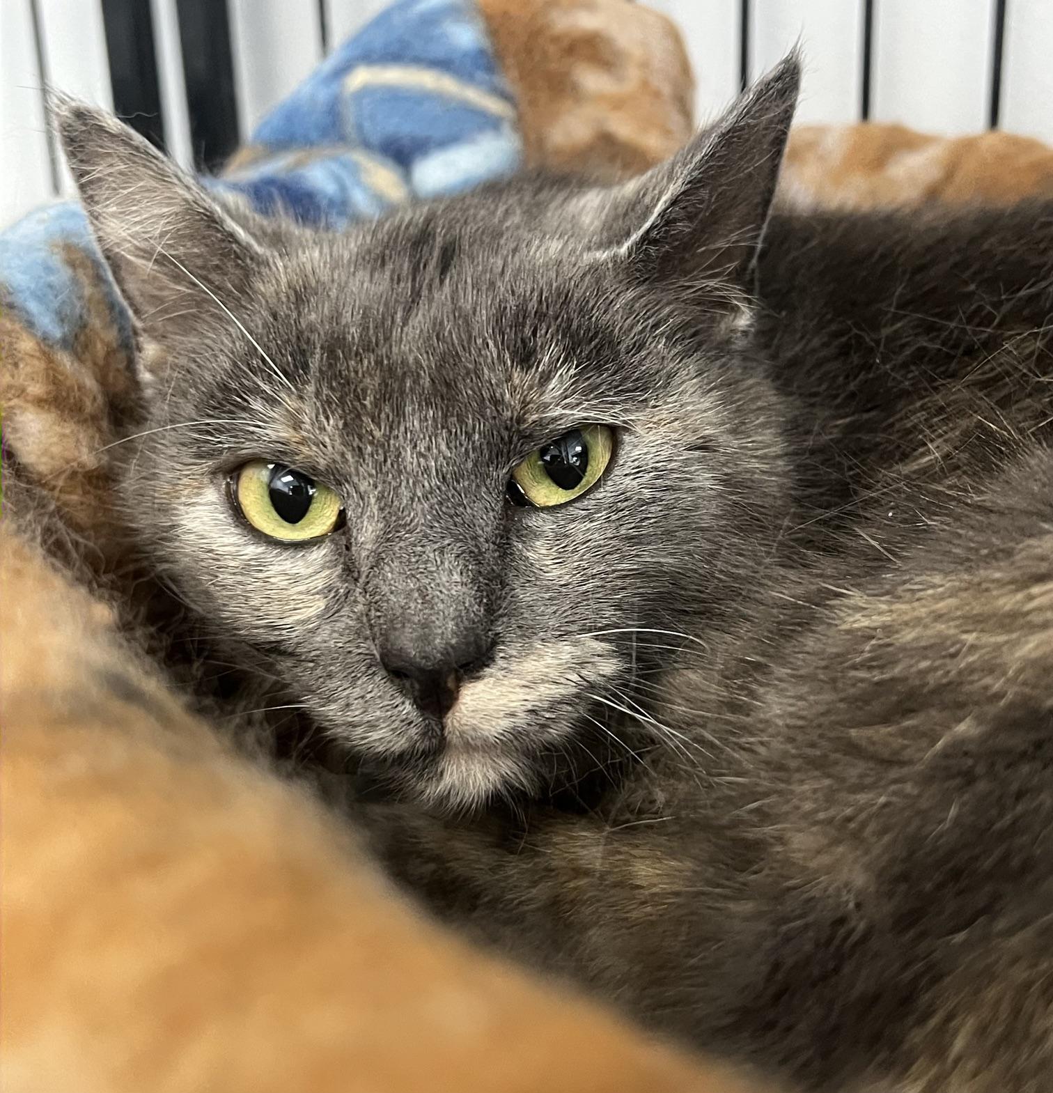 Enlarge Estelle, a ADOPTABLE Domestic Short Hair in Johnston, RI image 4/6