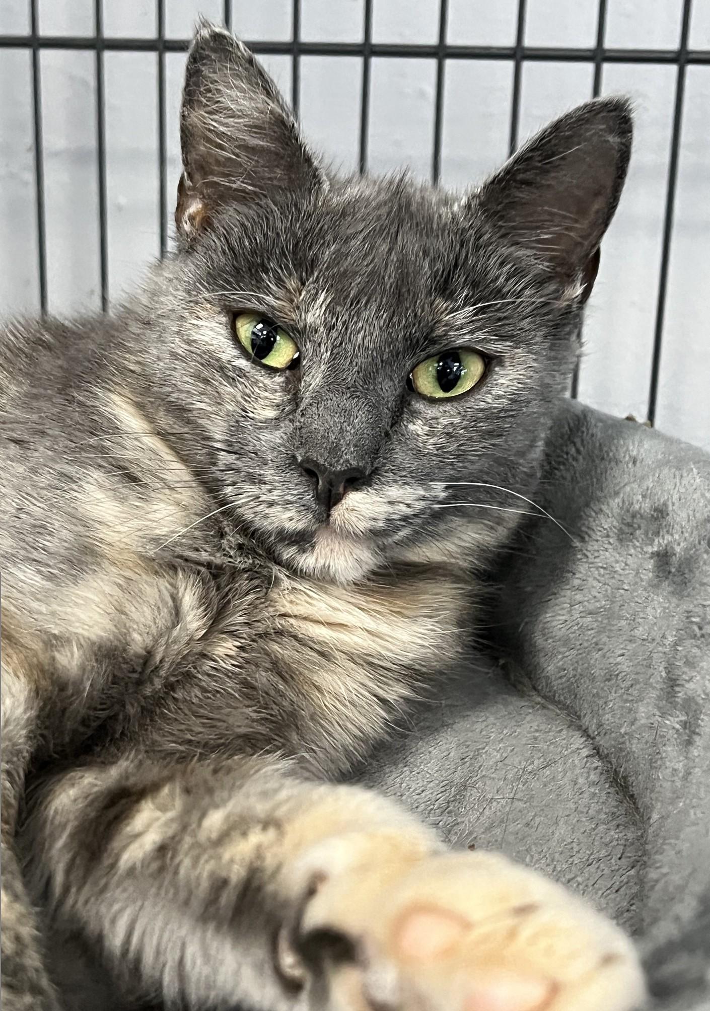 Enlarge Estelle, a ADOPTABLE Domestic Short Hair in Johnston, RI image 3/6