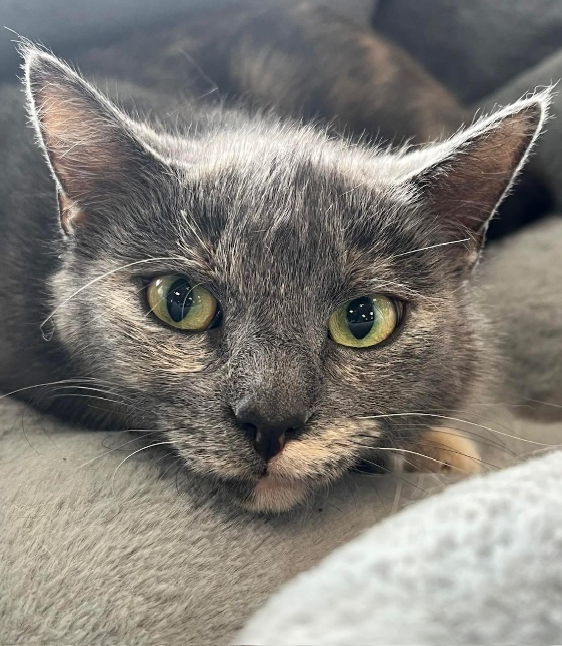Enlarge Estelle, a ADOPTABLE Domestic Short Hair in Johnston, RI image 2/6