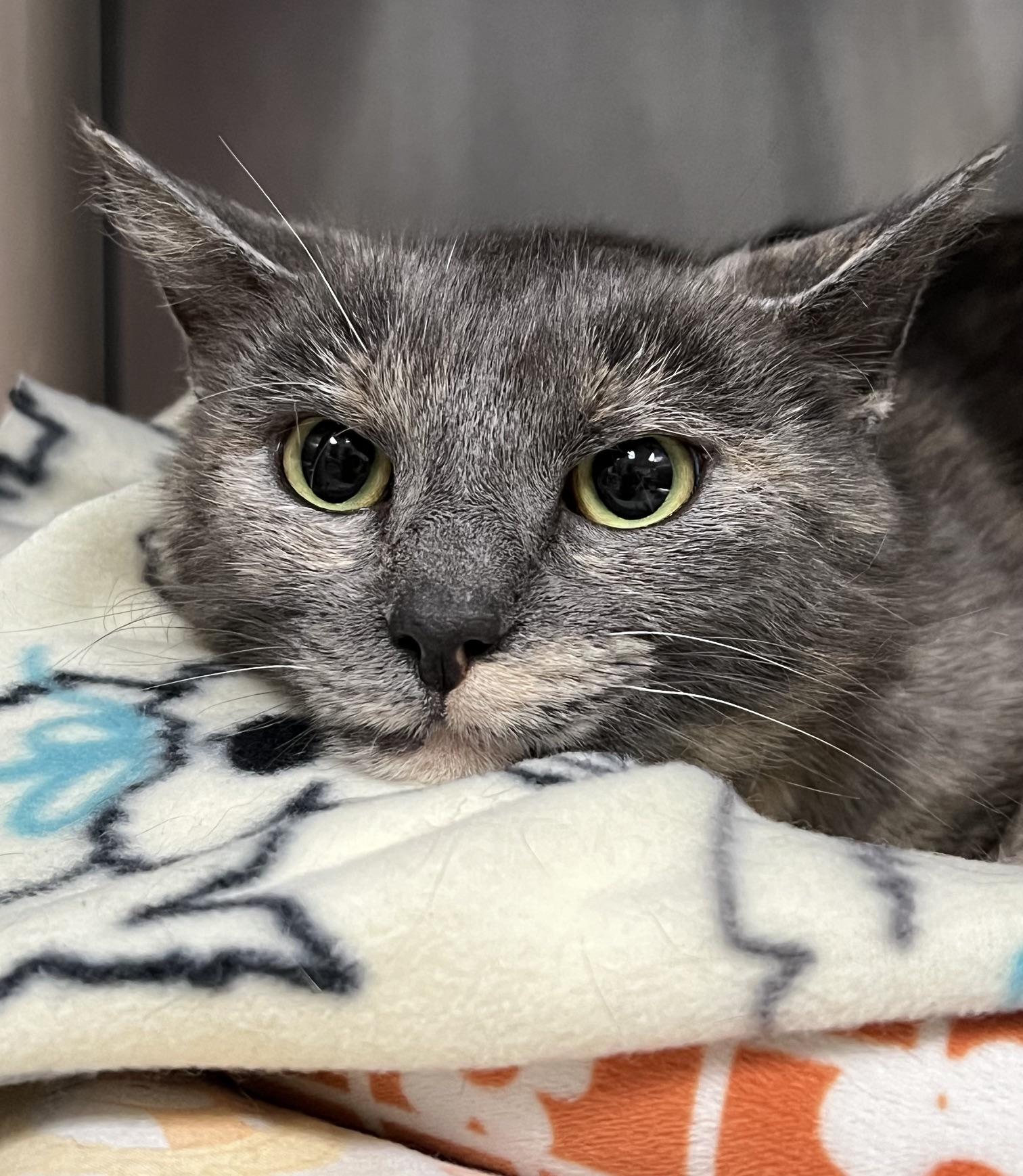 Enlarge Estelle, a ADOPTABLE Domestic Short Hair in Johnston, RI image 5/6
