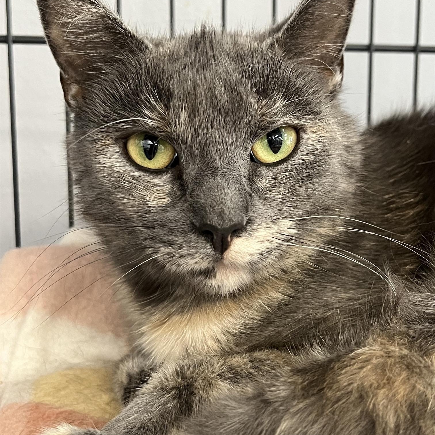 Estelle, ADOPTABLE, Young Female Domestic Short Hair.