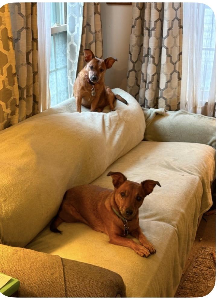 Enlarge Remington & Winchester, a ADOPTABLE mixed breed in Cleveland, OH image 1/1