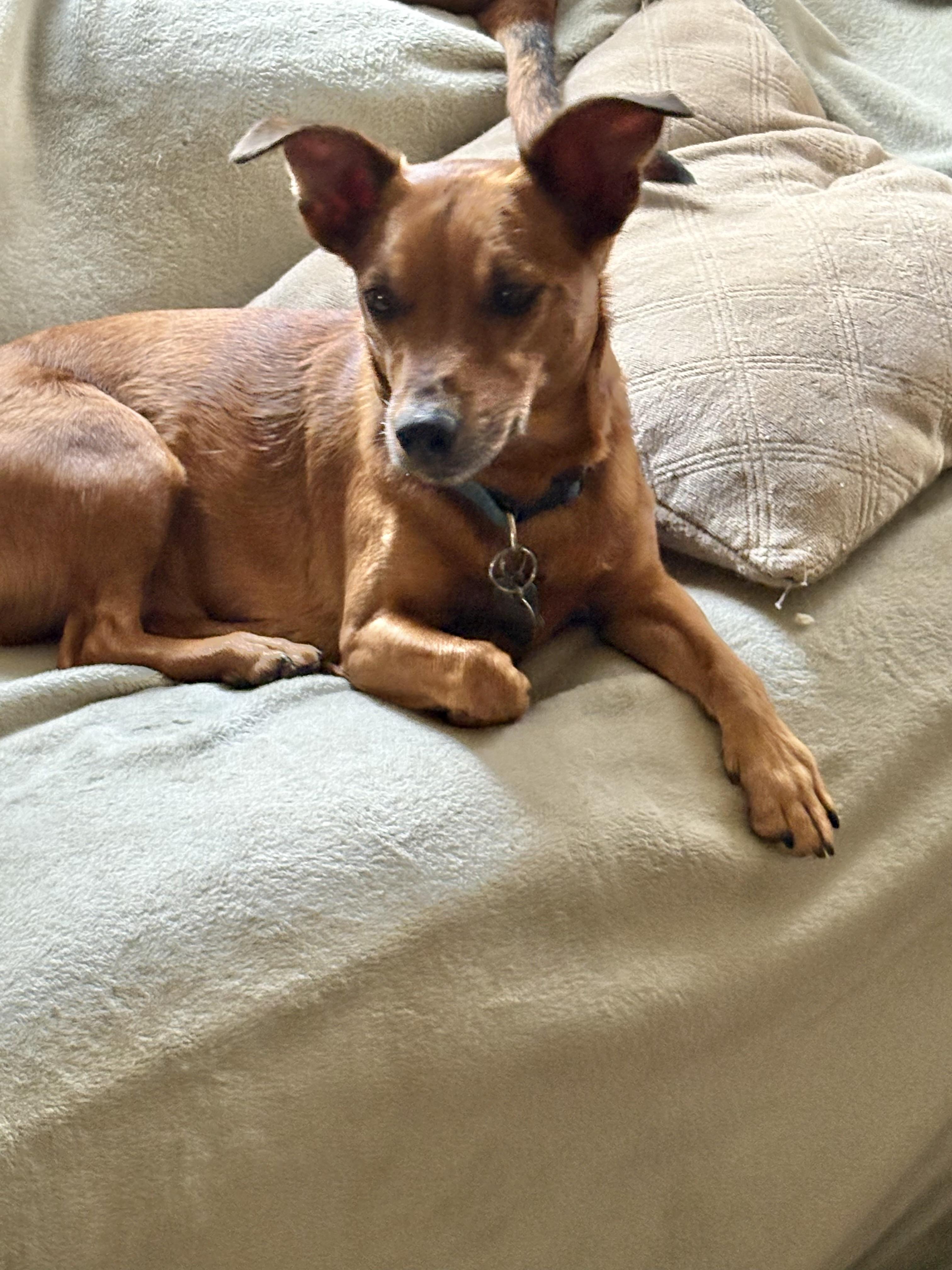 Enlarge Remington & Winchester, an adopted mixed breed in Cleveland, OH image 5/6
