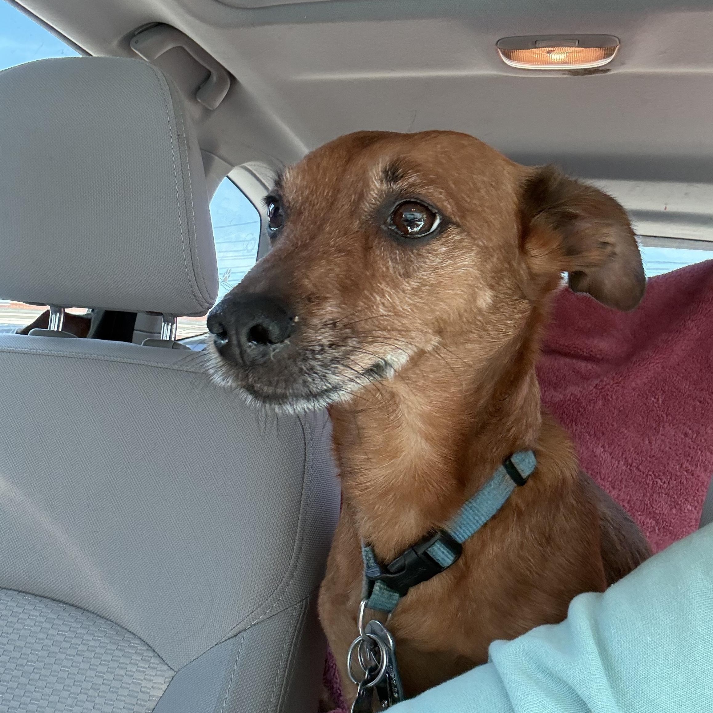 Enlarge Remington & Winchester, an adopted mixed breed in Cleveland, OH image 4/6