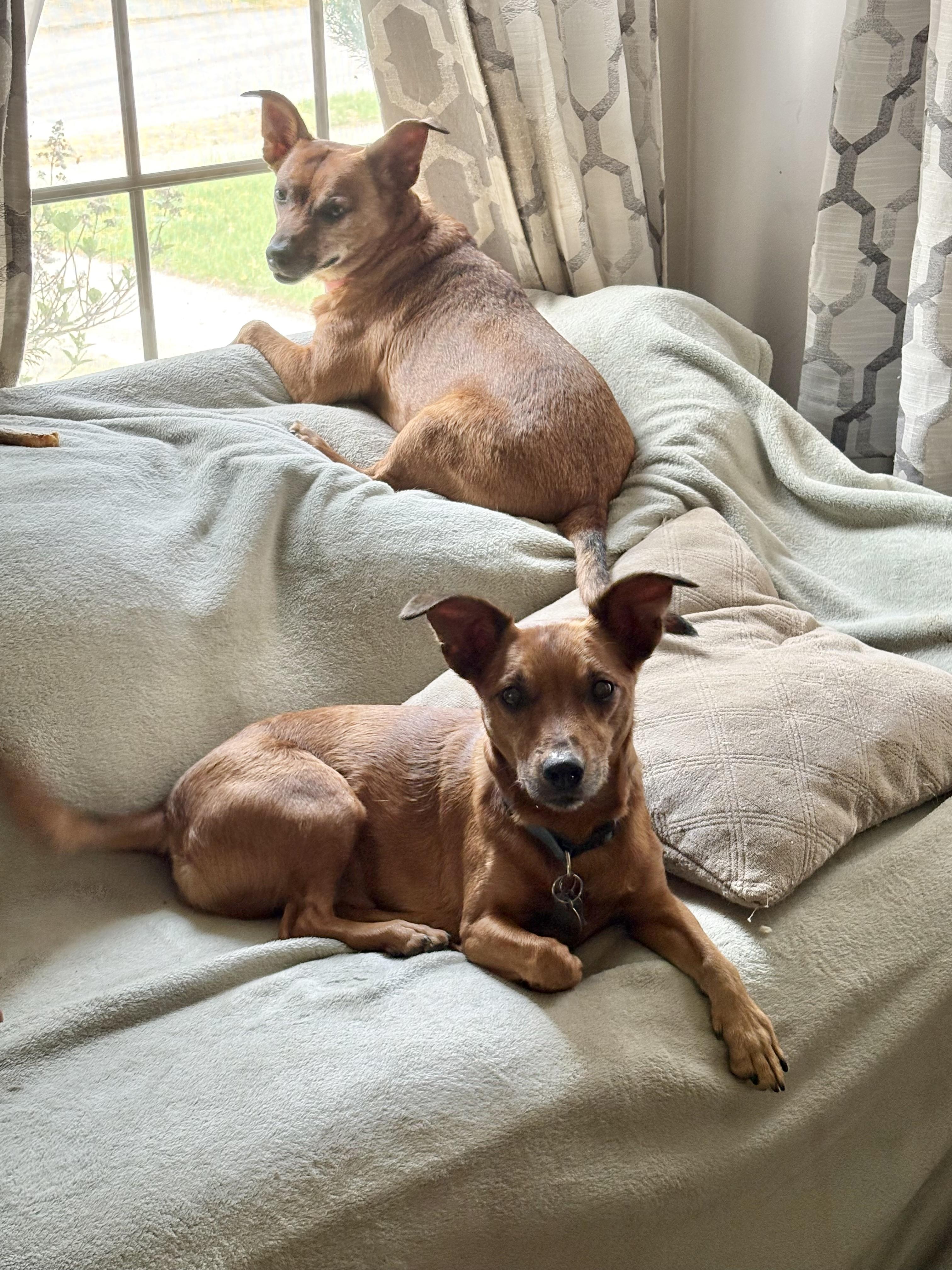 Enlarge Remington & Winchester, an adopted mixed breed in Cleveland, OH image 1/6