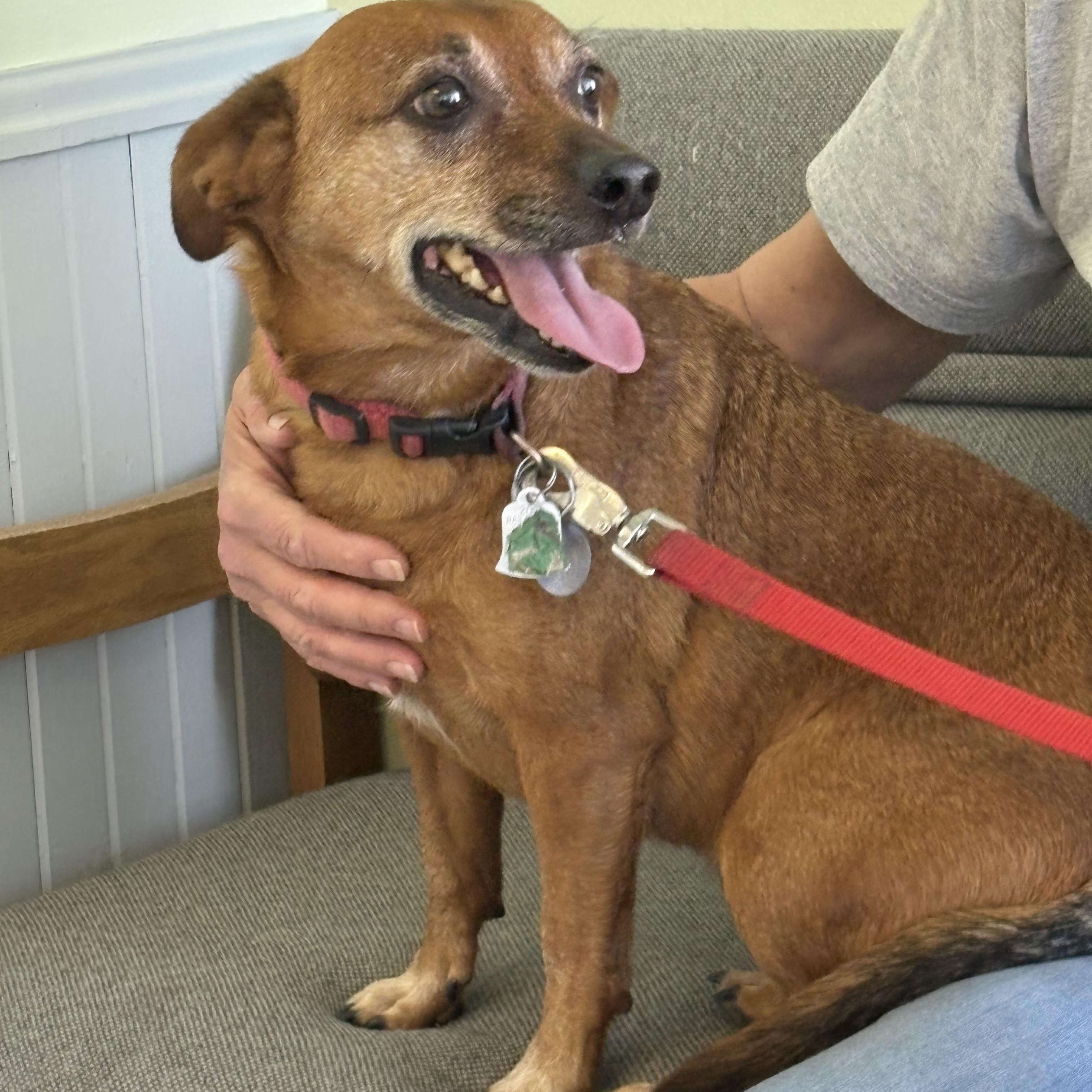 Enlarge Remington & Winchester, an adopted mixed breed in Cleveland, OH image 3/6