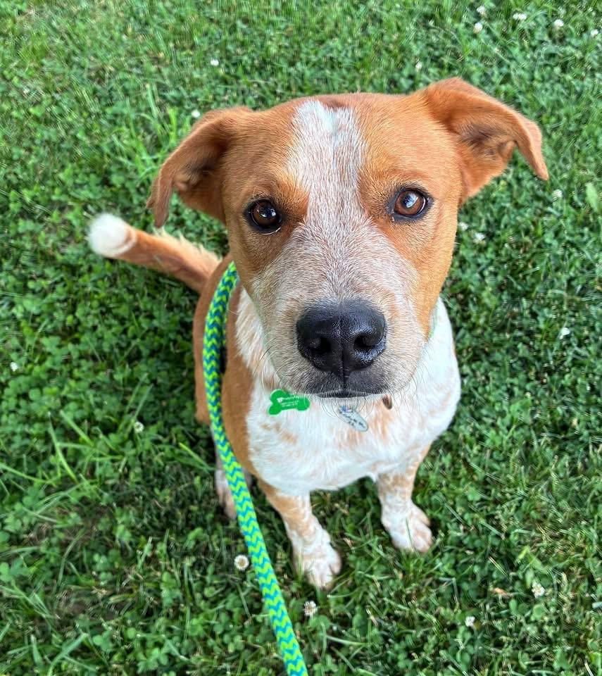 Roger 2, Adoptable, Young Male Mixed Breed.