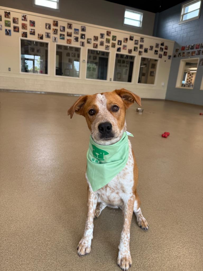 Roger 2, a Adoptable mixed breed in North Syracuse, NY image 2/5