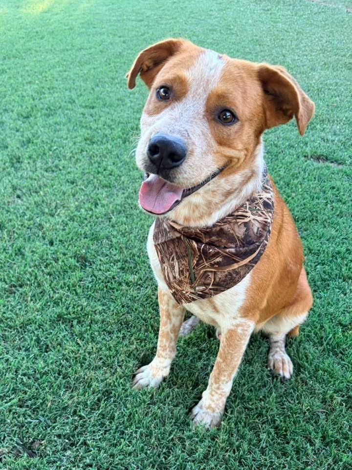 Enlarge Roger 2, a Adoptable mixed breed in North Syracuse, NY image 2/3