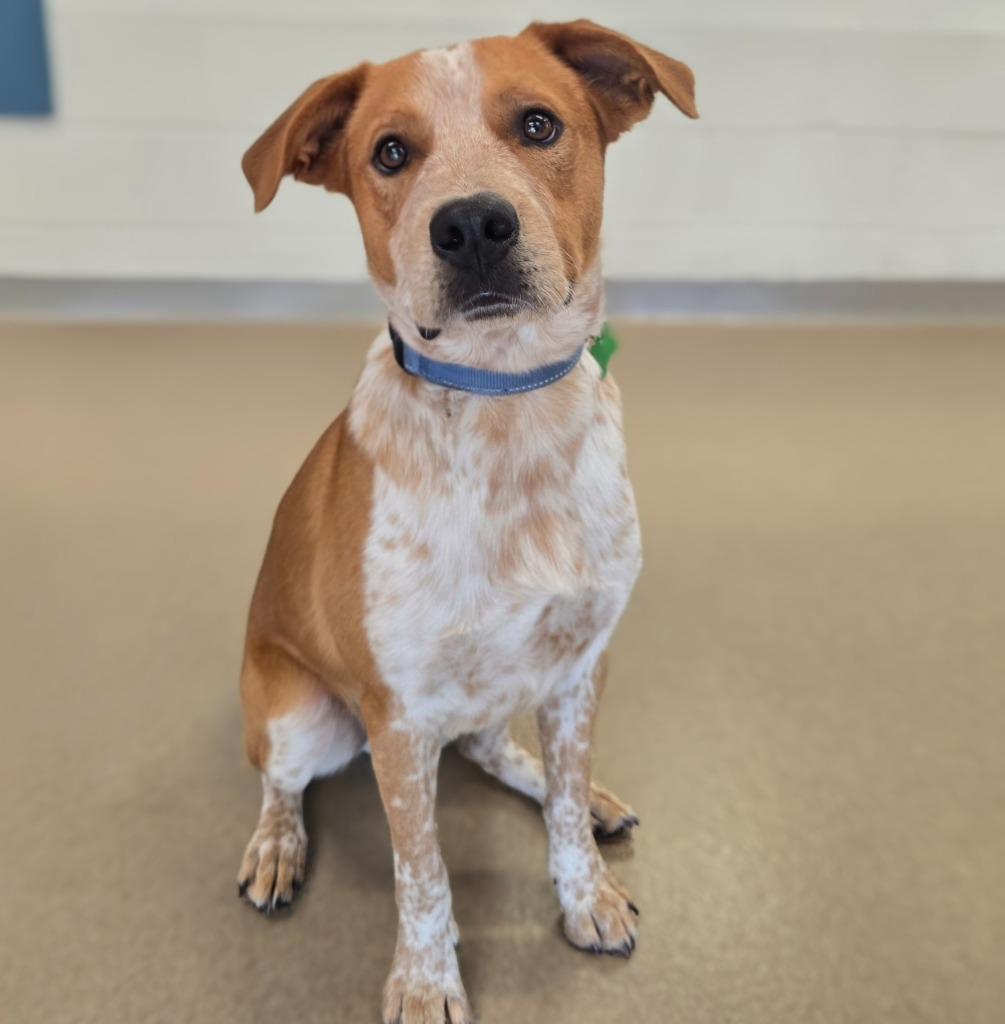 Enlarge Roger 2, a Adoptable mixed breed in North Syracuse, NY image 3/3