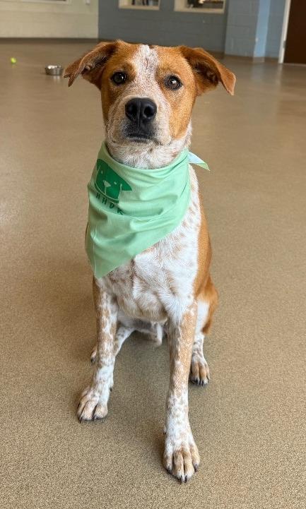 Roger 2, a Adoptable mixed breed in North Syracuse, NY image 5/5