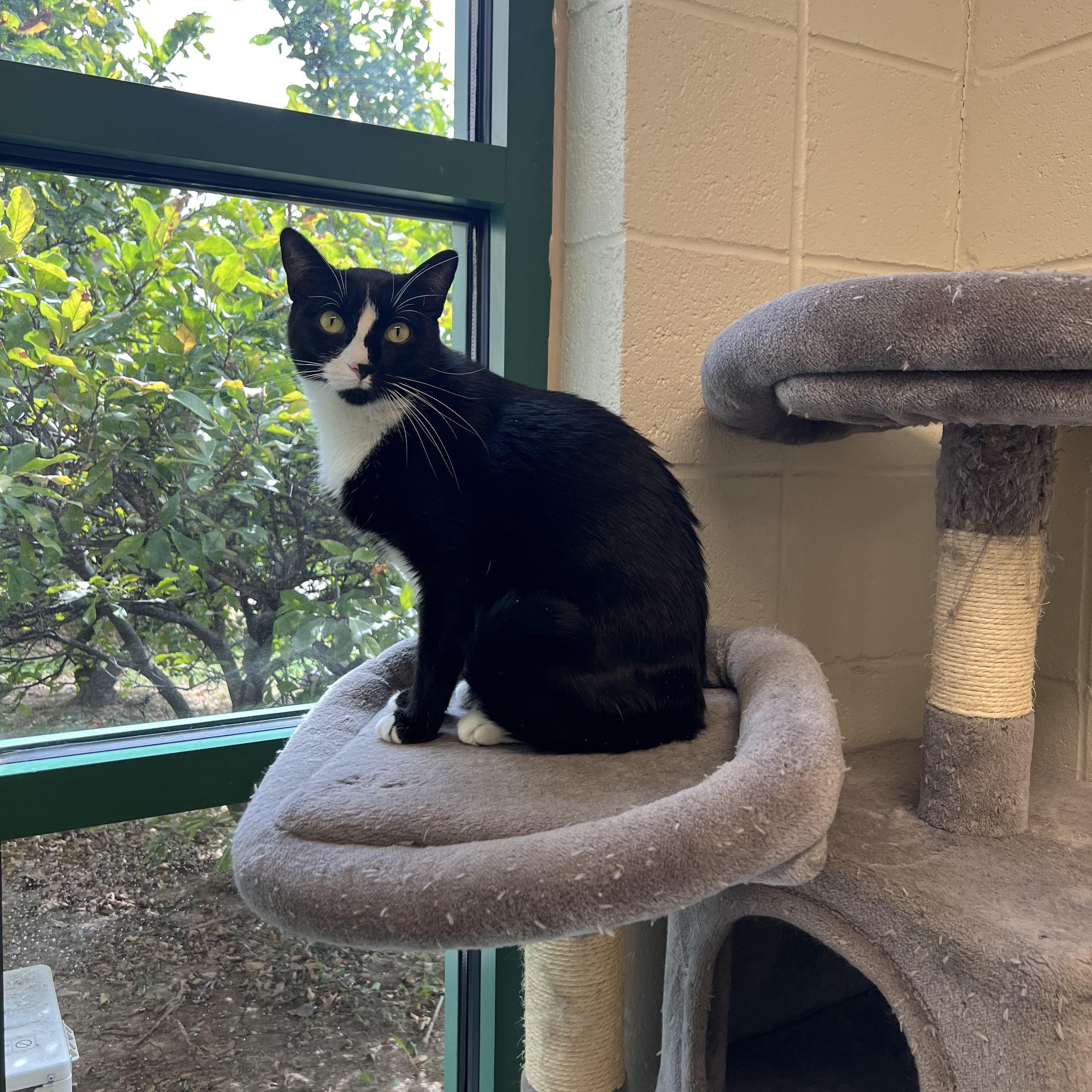 Jasper, adoptable, Adult Male Domestic Short Hair.
