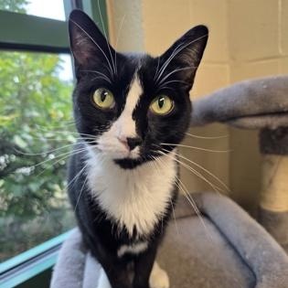 Enlarge Jasper, an adoptable Domestic Short Hair in Springfield, MO image 2/2